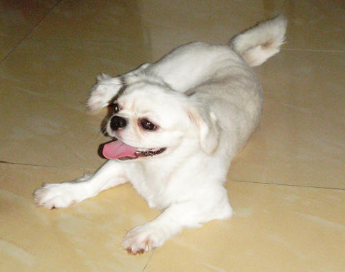 犬のマイク