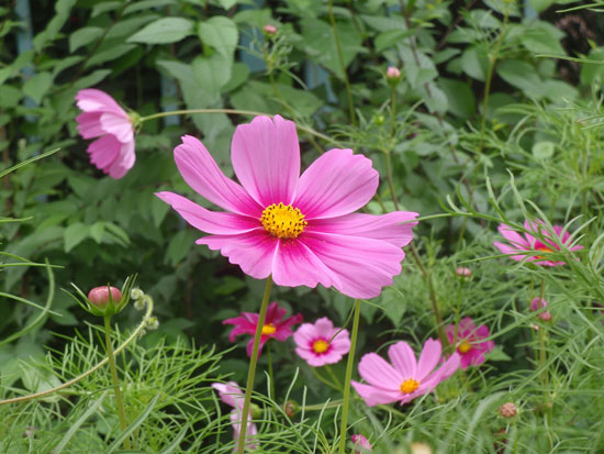 中国の花１